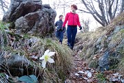 66 Ellebori sul ciglio del sentiero